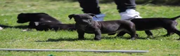 Pitbull cani in vendita: Allevamento dispone di cuccioli di Pit Bull - Annuncio 17