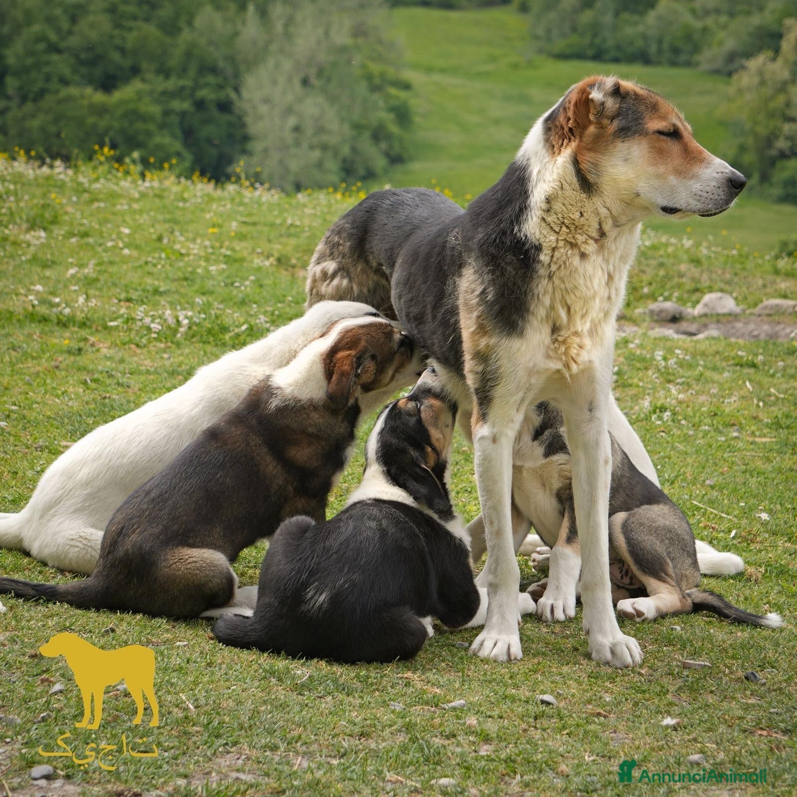 Pastore Asia Centrale cani Cucciolona di Pastore dell’AsiaCentrale - Annuncio 1