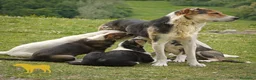Pastore Asia Centrale cani in vendita: Cucciolona di Pastore dell’AsiaCentrale - Annuncio 1