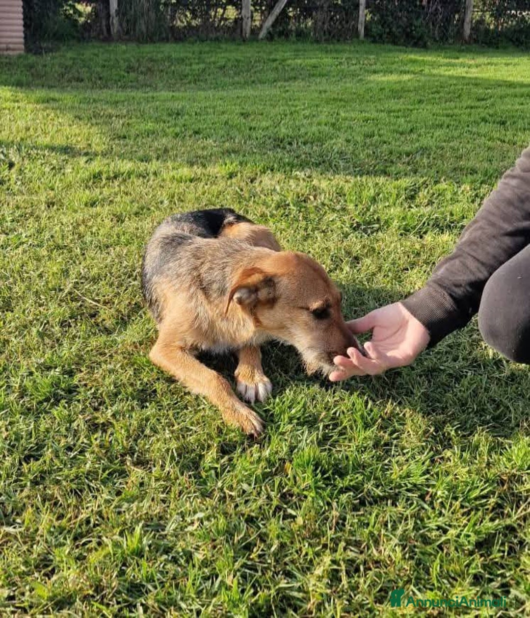 Meticcio cani in regalo: SUSY - UN PICCOLO TESORO IN ATTESA DI AMORE - Annuncio 6
