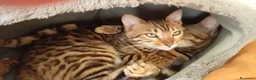 Bengala gatti in vendita: Splendida gattina Bengala  - Annuncio 9