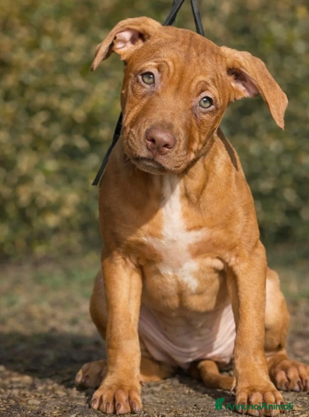 Pitbull cani in vendita: American Pitbull terrier con pedigree - Annuncio 4