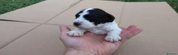 Lagotto cani in vendita: Lagotto Romagnolo con Pedigree - Annuncio 6