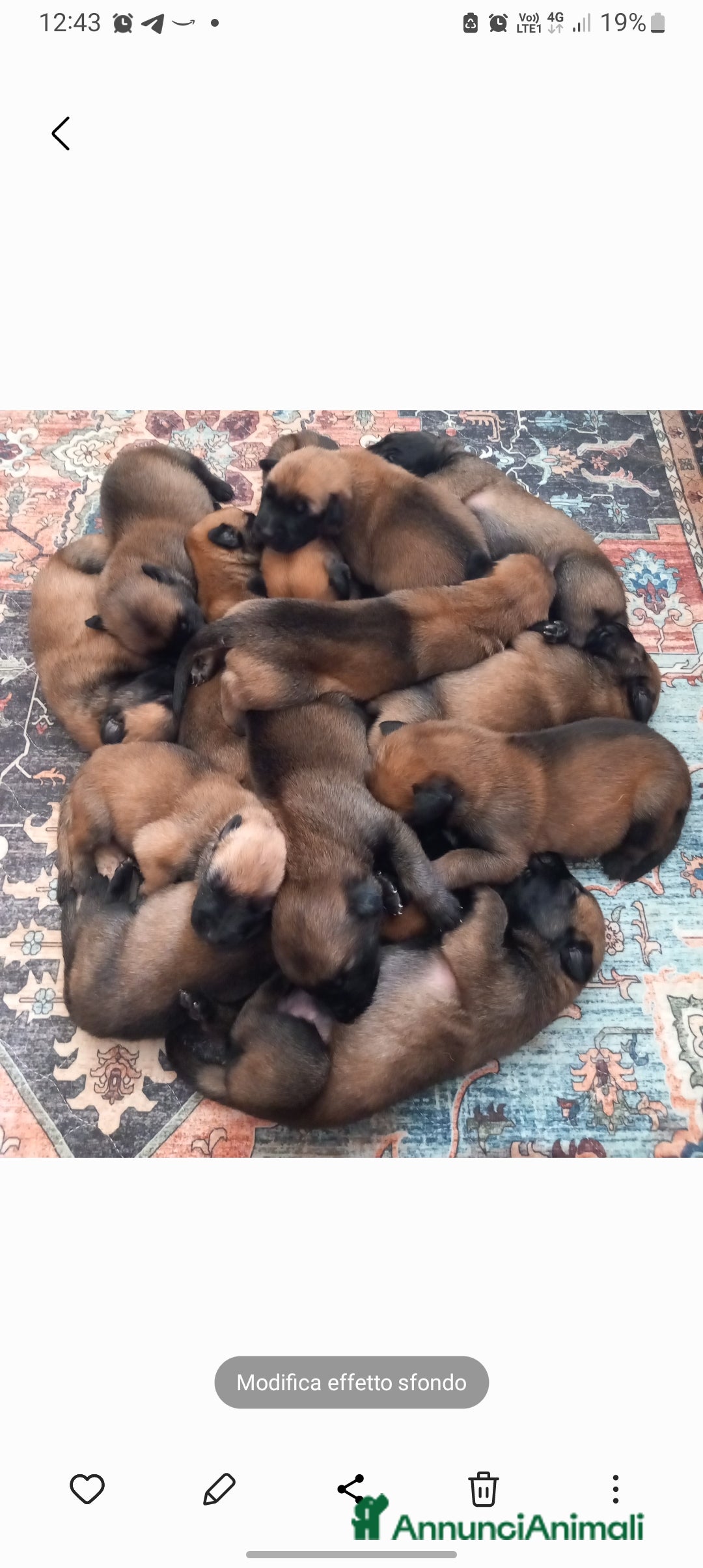 Pastore Belga cani in vendita: Cuccioli di Pastore Belga Malinois  - Annuncio 7