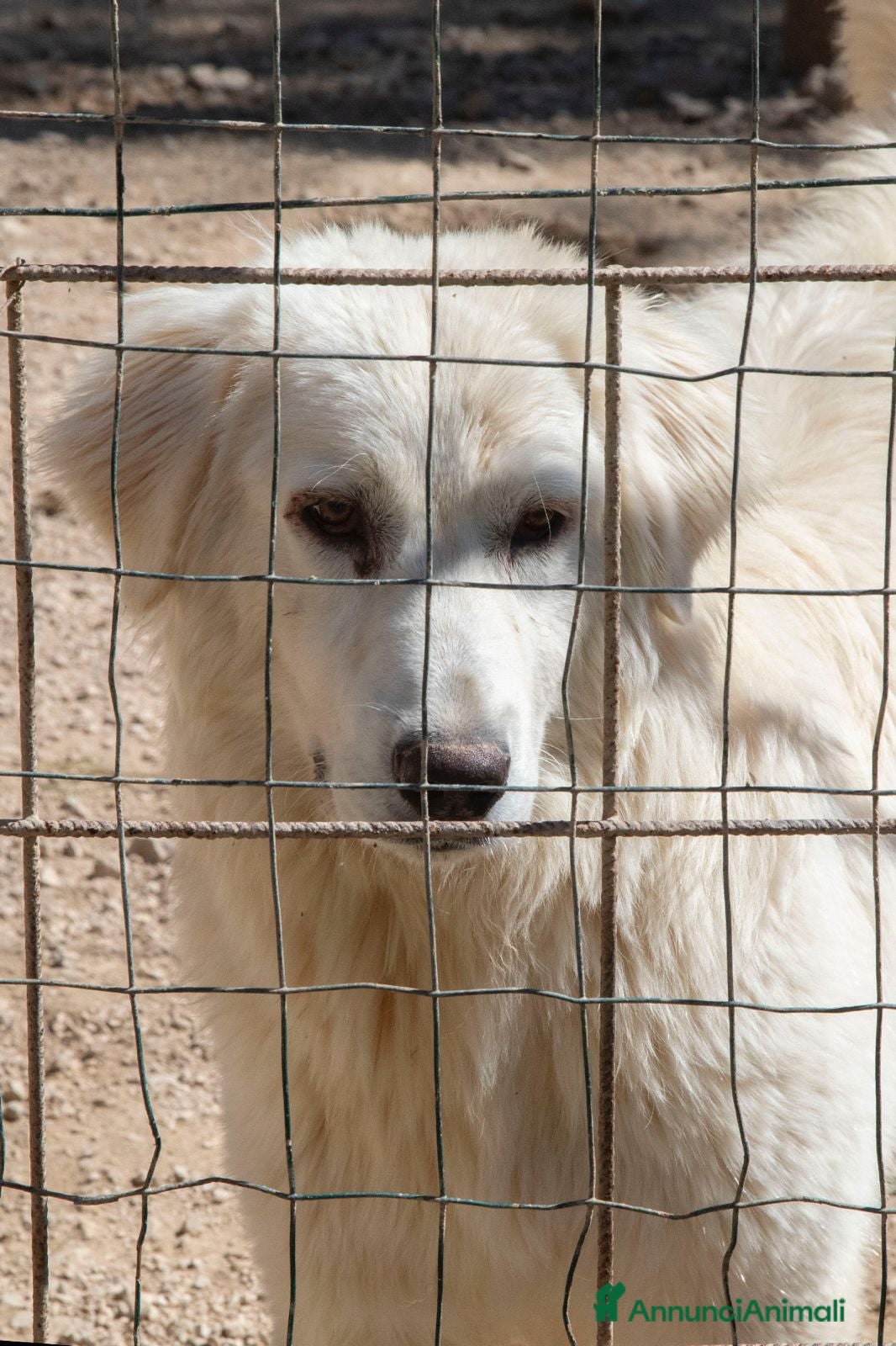 Meticcio cani CORFU' CERCA FAMIGLIA a Città Metropolitana di Genova - Annuncio 31