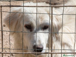 Meticcio cani CORFU' CERCA FAMIGLIA a Città Metropolitana di Genova - Annuncio 25