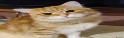 Siberiano gatti in vendita: Siberiano gatto ipoallergenico - Annuncio 3