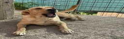 Meticcio cani in regalo: ADOTTA ARGO TENERO CUCCIOLONE a Città metropolitana di Roma Capitale - Annuncio 1