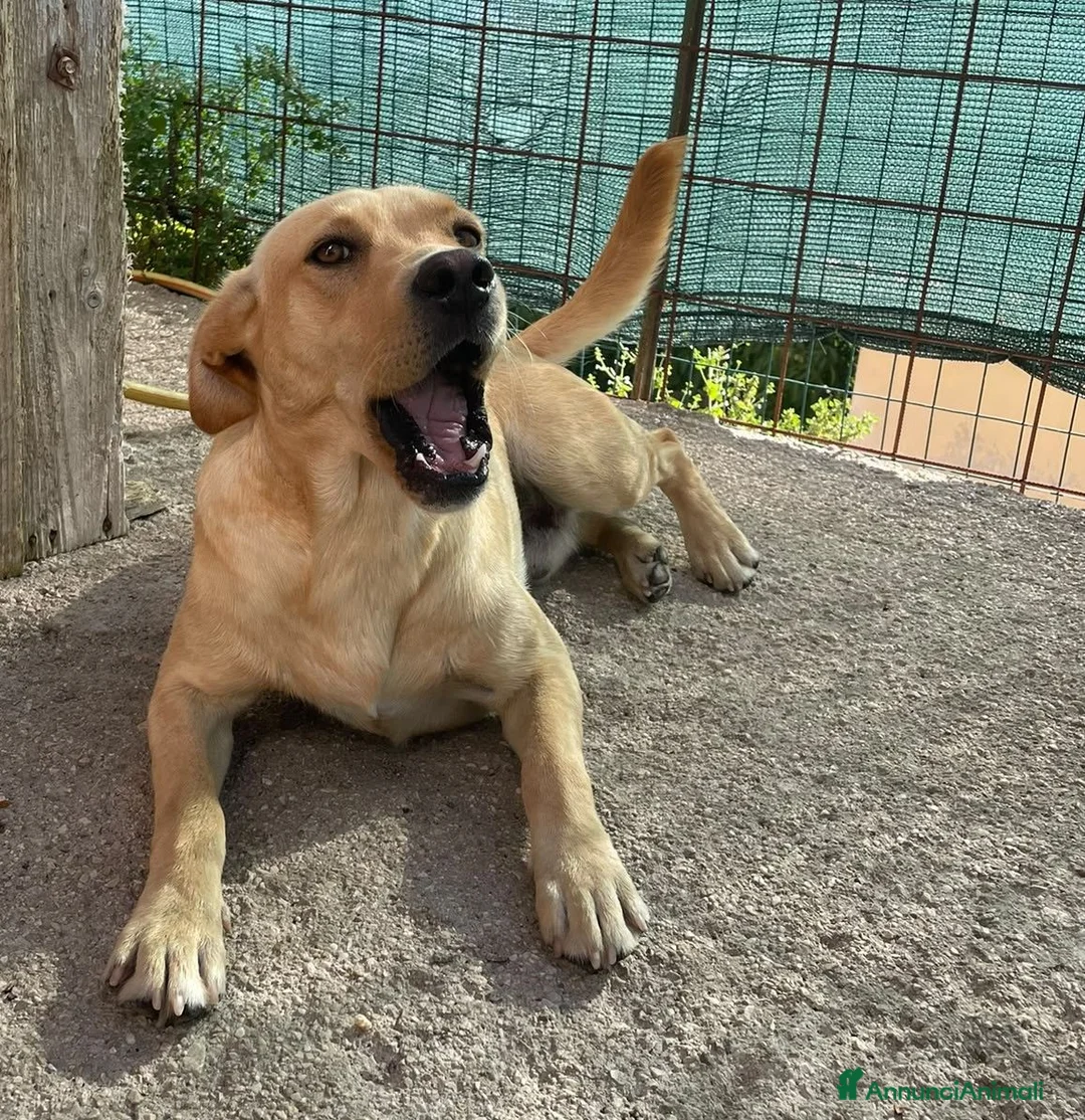 Meticcio cani in regalo: ADOTTA ARGO TENERO CUCCIOLONE a Città metropolitana di Roma Capitale - Annuncio 1