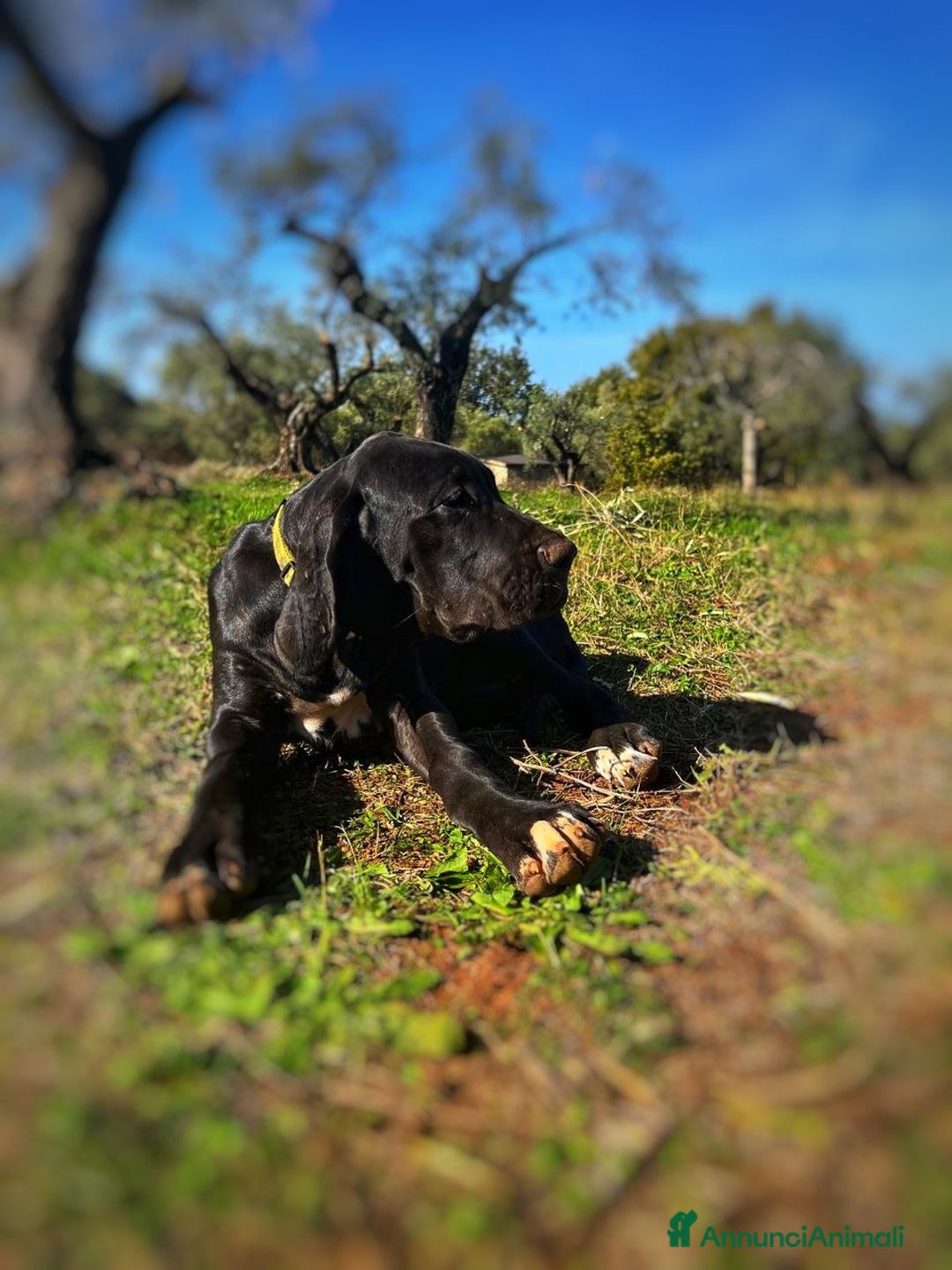 Alano cani in vendita: Cuccioli di Alano nero, ad alta geneaologia - Annuncio 15