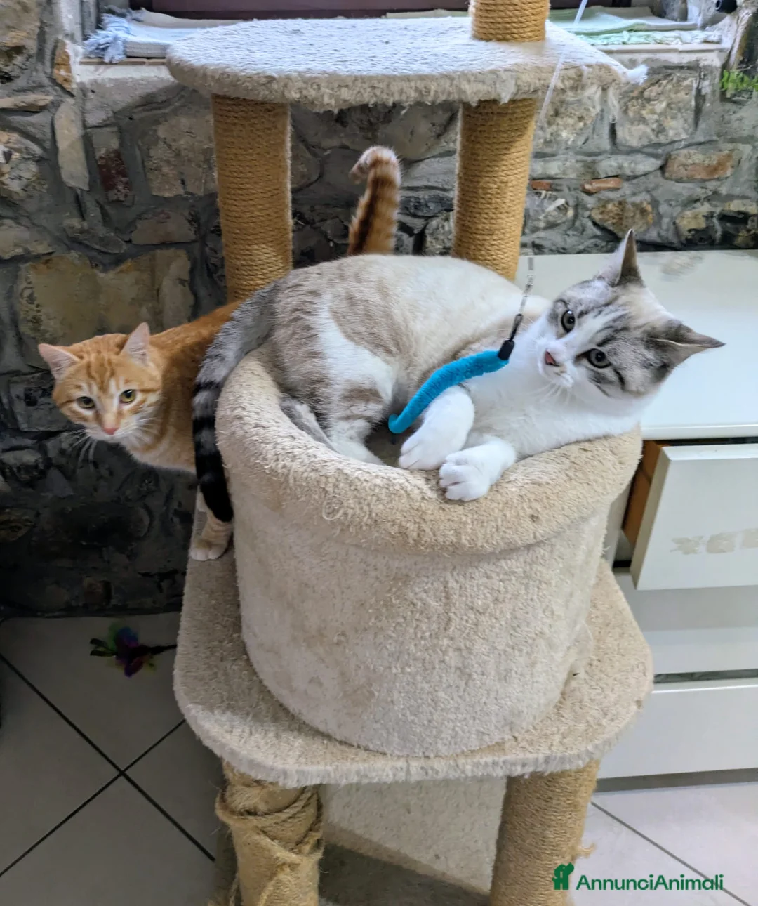 Meticcio gatti in regalo: Spritz e Bailey bellissimi mici giovanotti - Annuncio 2