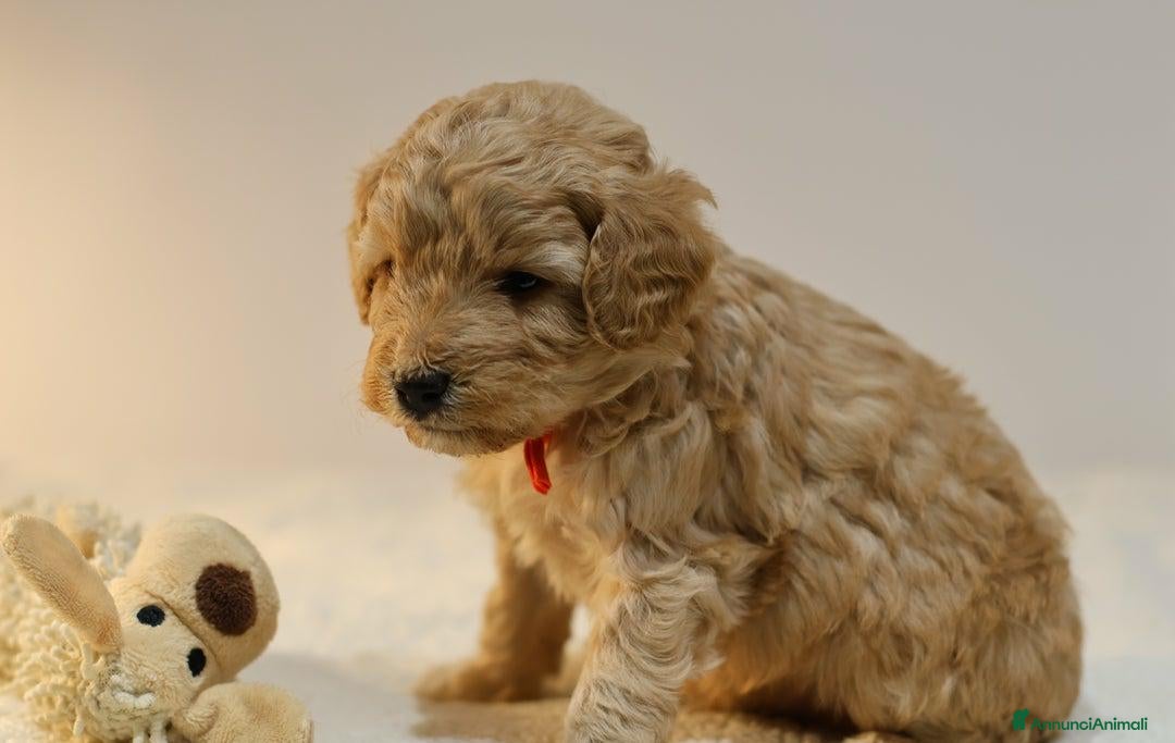 Meticcio cani in vendita: Cuccioli di F1BB Cavapoo Rosso & Crema - Annuncio 37