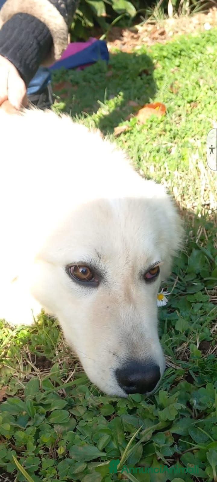 Meticcio cani DOLCEZZA INFINITA, STA IN CANILE - Annuncio 1