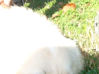 Meticcio cani DOLCEZZA INFINITA, STA IN CANILE - Annuncio 1