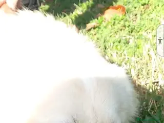 Meticcio cani DOLCEZZA INFINITA, STA IN CANILE - Annuncio 12