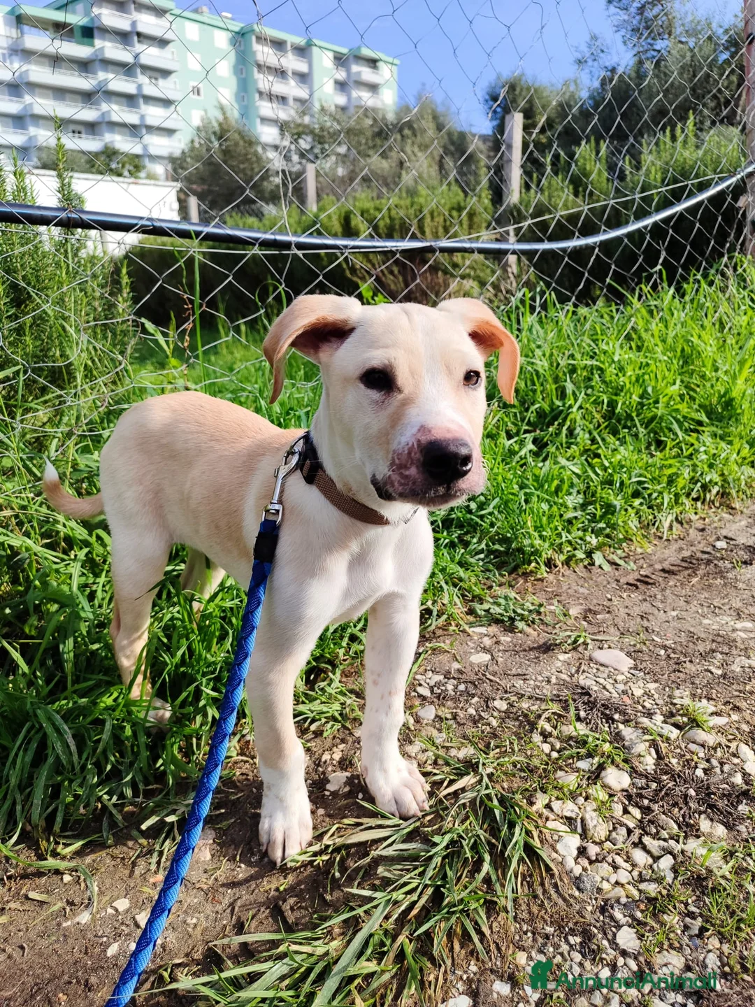 Meticcio cani in regalo: 3mesi pelo corto salvato dalla morte pronto x part - Annuncio 4