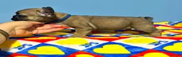 Bulldog Francese cani in vendita: Cuccioli di Bulldog francese - Annuncio 16