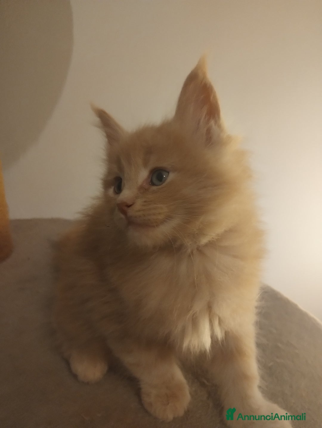 Maine Coon gatti in vendita: Maine coon cucciolo crema  - Annuncio 2