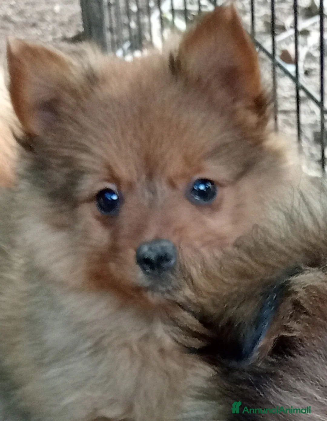 Spitz cani in vendita: Spitz Tedesco piccolo, volpino  - Annuncio 2