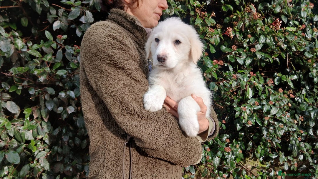 Meticcio cani in regalo: GRETA NON VUOLE CRESCERE IN CANILE, IN ADOZIONE - Annuncio 2