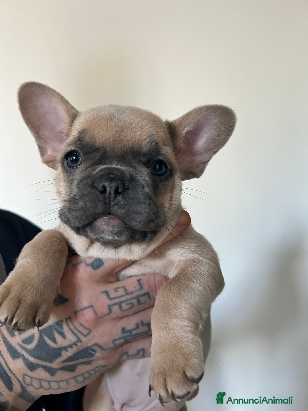 Bulldog Francese cani in vendita: Cuccioli di bulldog  - Annuncio 16