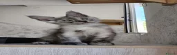 Maine Coon gatti in vendita: Cucciolo Maine Coon black smoke maschio - Annuncio 3