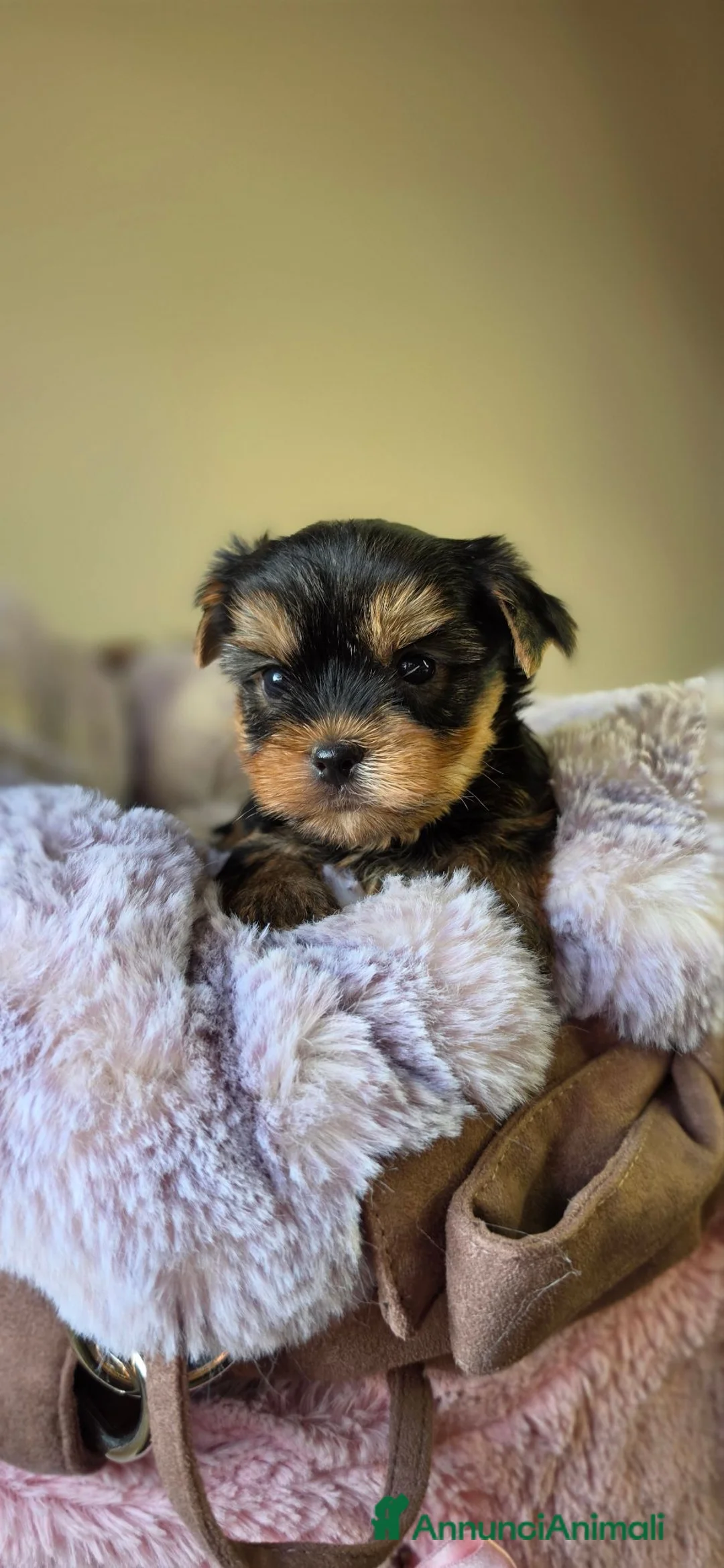 Yorkshire cani in vendita: Maschietti di Yorkshire Terrier  - Annuncio 2