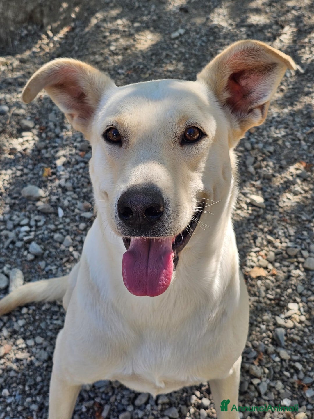 Meticcio cani in regalo: Leone cagnolone affettuoso  - Annuncio 3