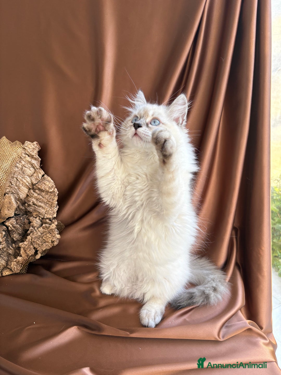 Siberiano gatti in vendita: Dolcissimi cuccioli Siberiani Neva Masquerade - Annuncio 6