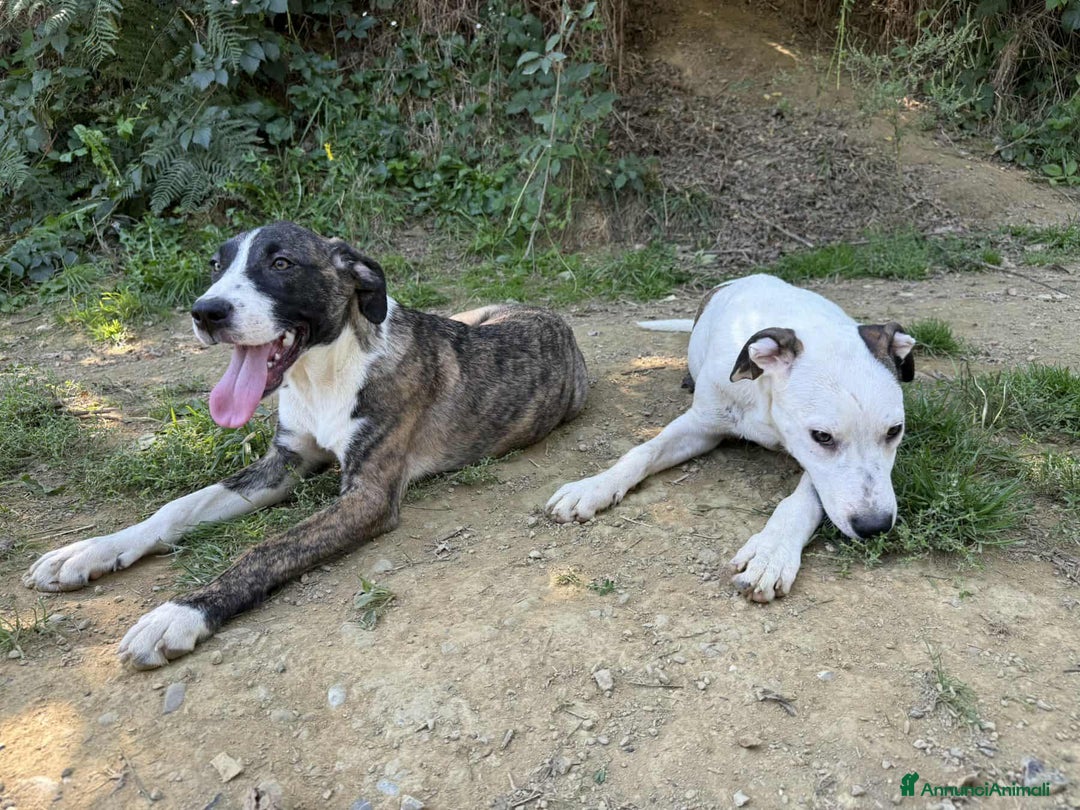 Dogo Argentino cani in regalo: BORIA & BALINA, cucciole mix DOGO ARGENTINO!  - Annuncio 12