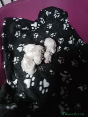 Ragdoll gatti Disponibili cuccioli ragdoll - Annuncio 1