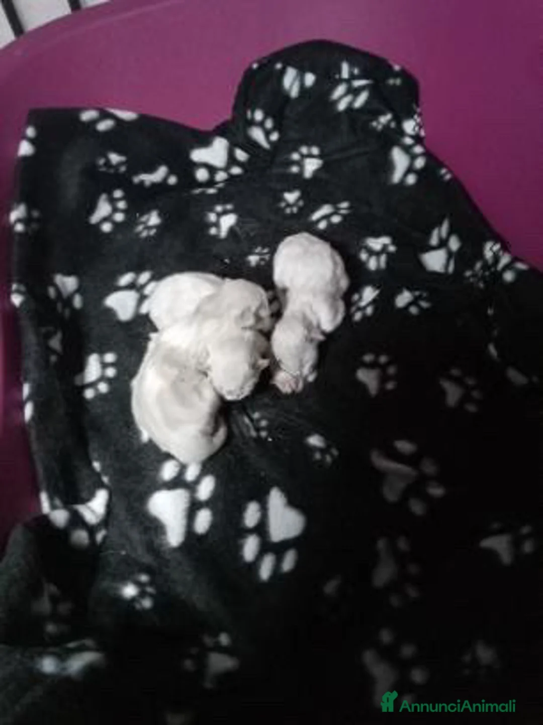 Ragdoll gatti in vendita: Disponibili cuccioli ragdoll - Annuncio 1