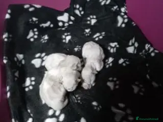 Ragdoll gatti Disponibili cuccioli ragdoll - Annuncio 6