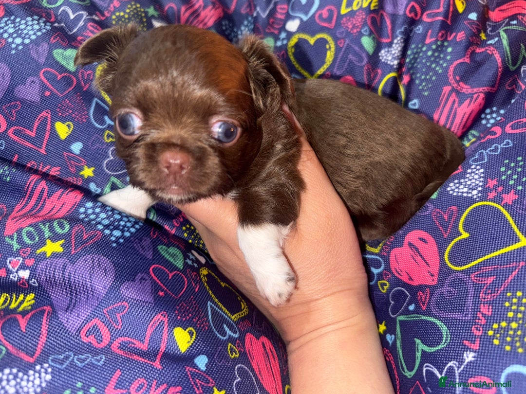 Chihuahua cani in vendita: Chihuahua pelo lungo - Annuncio 2