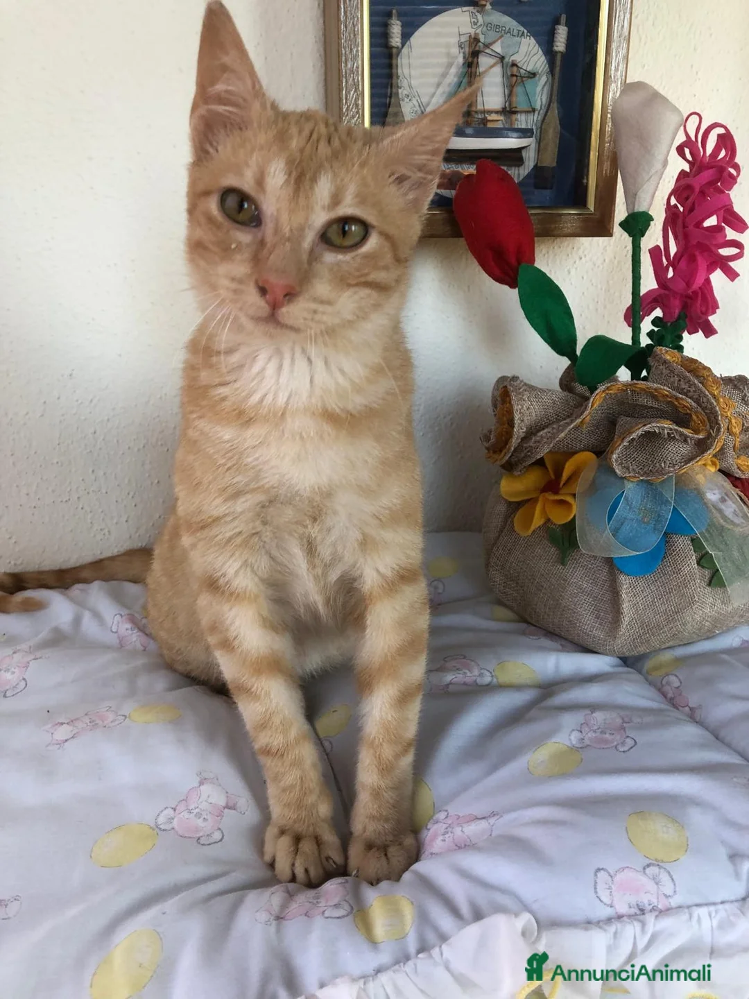 Meticcio gatti in regalo: GATTINO COCCOLONE - Annuncio 12