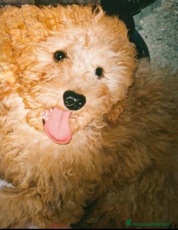 Barboncino Toy cani in vendita: Barboncino toy  - Annuncio 2