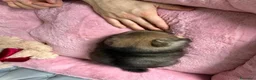 Volpino Pomerania cani in vendita: Cuccioli di Pomerania - Annuncio 21