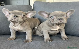 Bulldog Francese cani in vendita: Bulldog francese  - Immagine 5