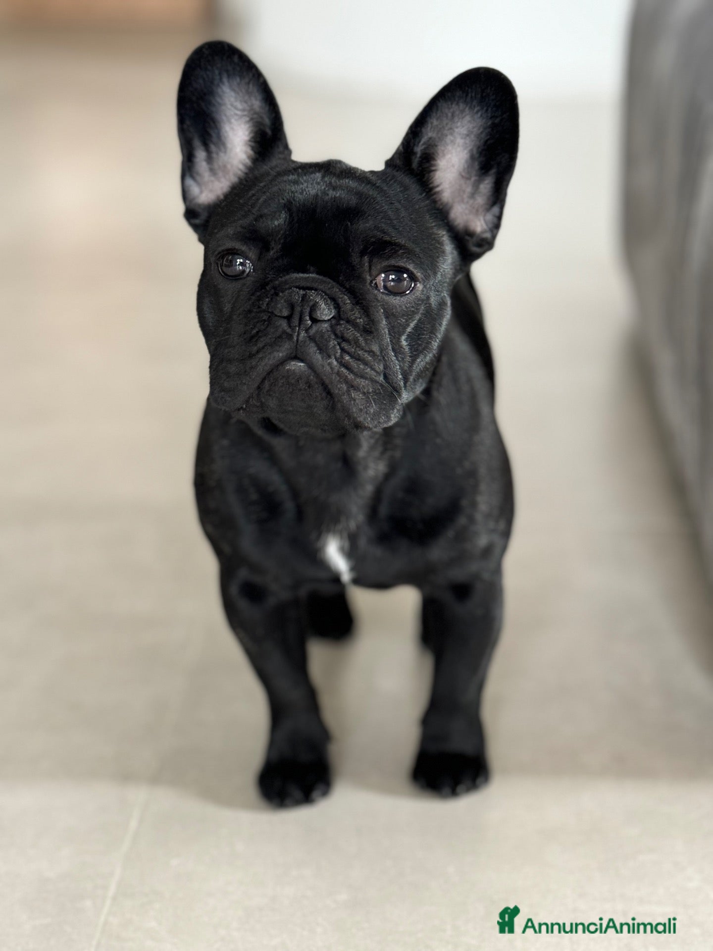 Bulldog Francese cani Cuccioli di Bouledogue Francese - Annuncio 3
