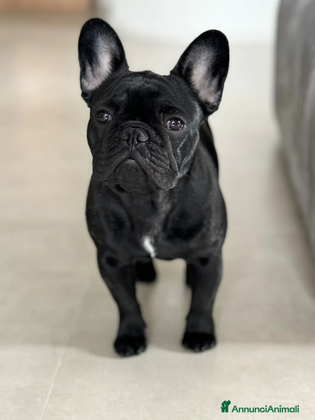 Bulldog Francese cani in vendita: Cuccioli di Bouledogue Francese - Annuncio 1
