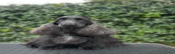 Cocker cani in vendita: Cocker spaniel inglese  - Annuncio 2