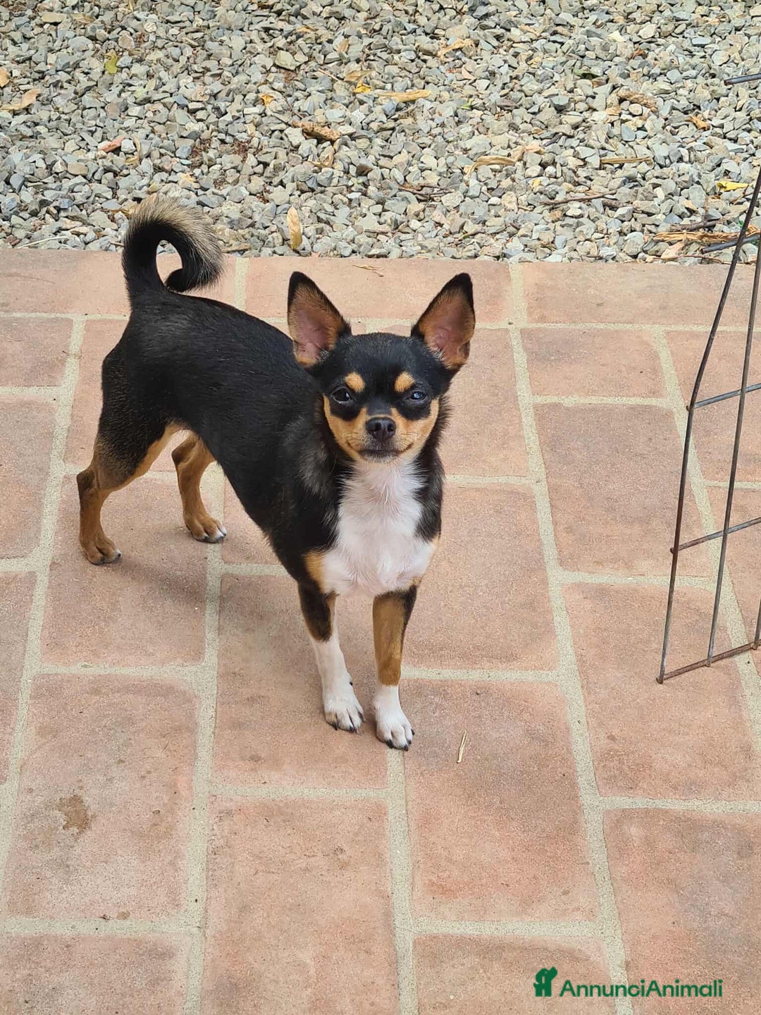 Chihuahua cani in regalo: SUSINA, CHIHUAHUA paurosetta cerca famiglia - Annuncio 2