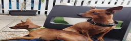 Pinscher Miniatura cani in vendita: Cuccioli di Pinscher  - Annuncio 9