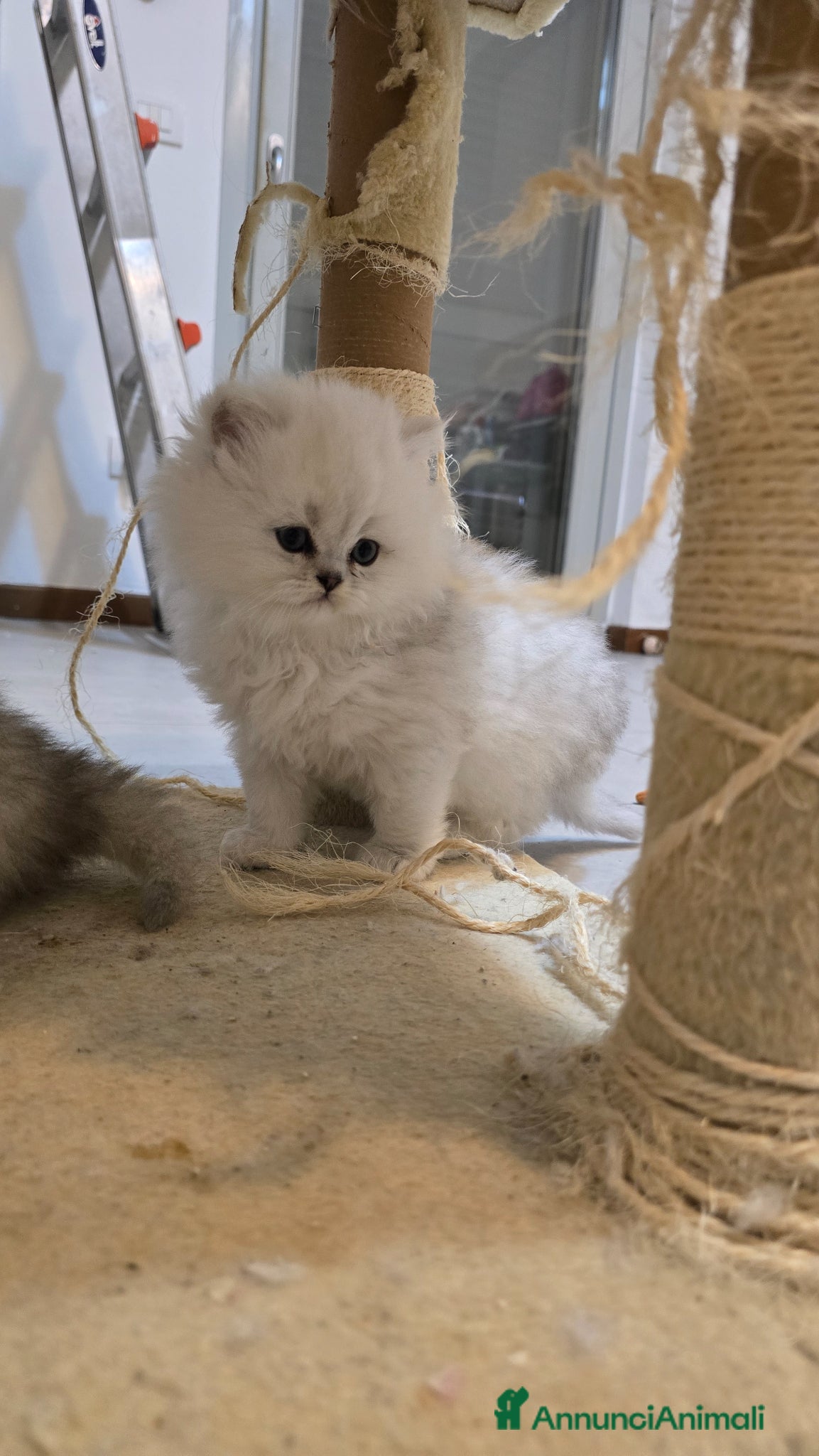Persiano gatti Vendo cuccioli  gatto Persiano Chinchilla Silver  - Annuncio 1