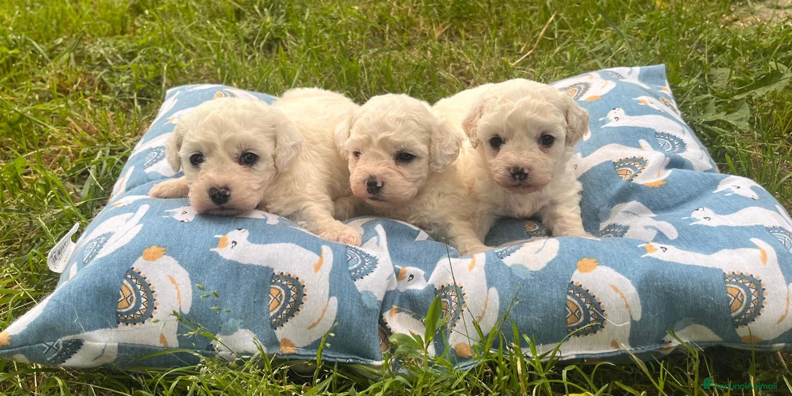 Bichon cani Bichon a pòil frisè - Annuncio 2