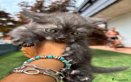 British gatti in vendita: British shorthair  a Provincia di Lodi - Immagine 2