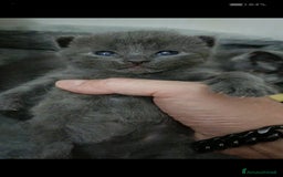 Certosino gatti in vendita: Cuccioli di CERTOSINO PURISSIMI a Metropolitan City of Milan - Immagine 3