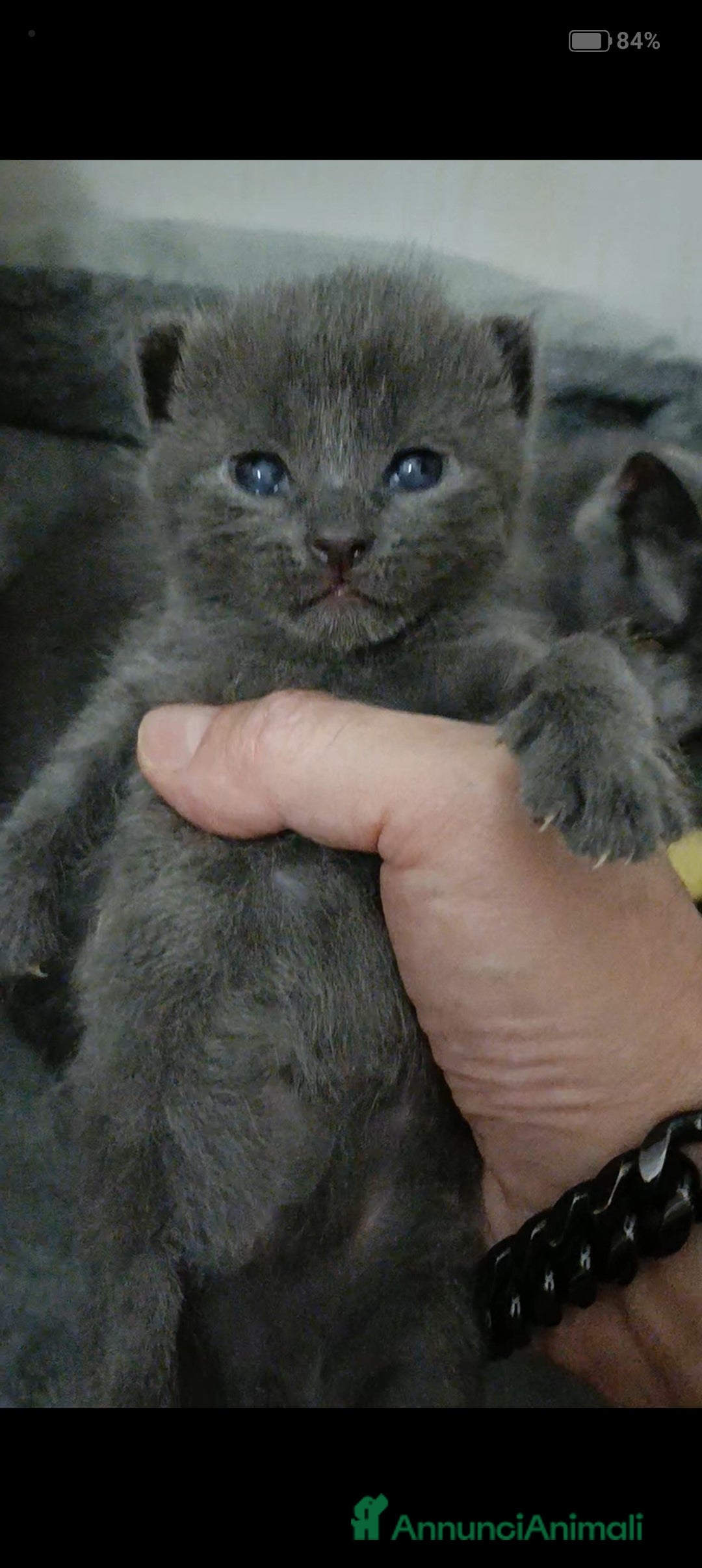 Certosino gatti in vendita: Cuccioli di CERTOSINO PURISSIMI a Metropolitan City of Milan - Immagine 3