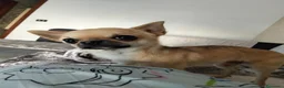 Chihuahua cani in vendita: Cuccioli di chiwuawua  a Libero consorzio comunale di Siracusa - Annuncio 2