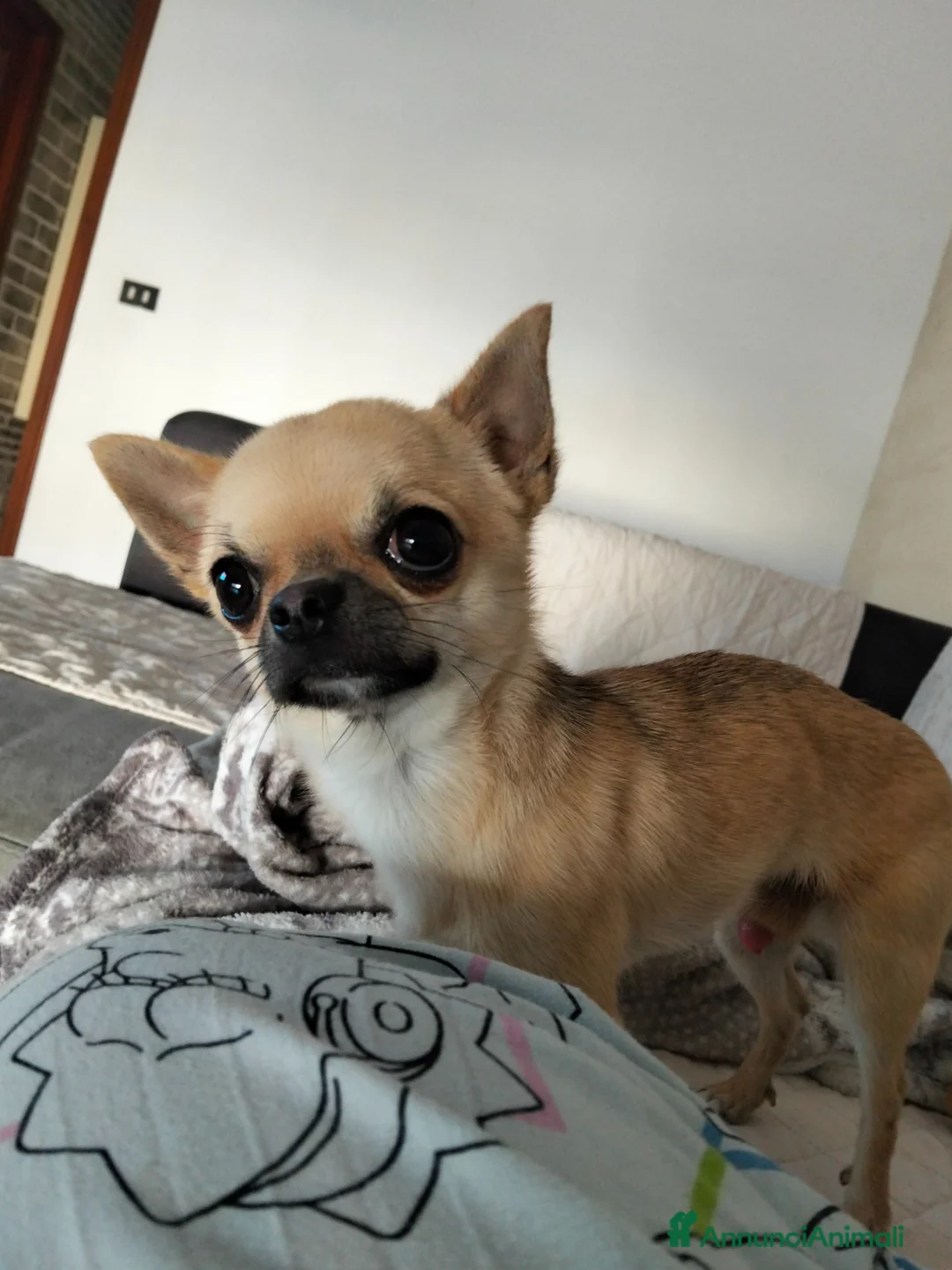 Chihuahua cani in vendita: Cuccioli di chiwuawua  a Libero consorzio comunale di Siracusa - Annuncio 2